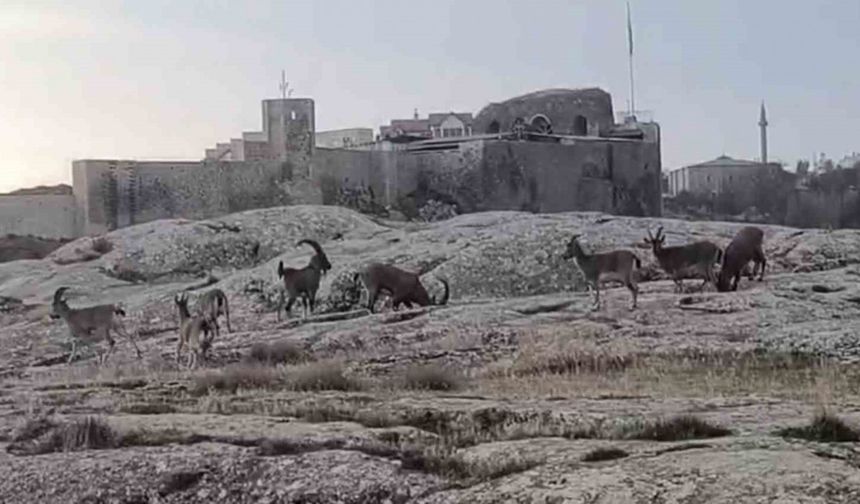 Sabah Saatlerinde Dağ Keçileri Sürü Halinde Ortaya Çıktı