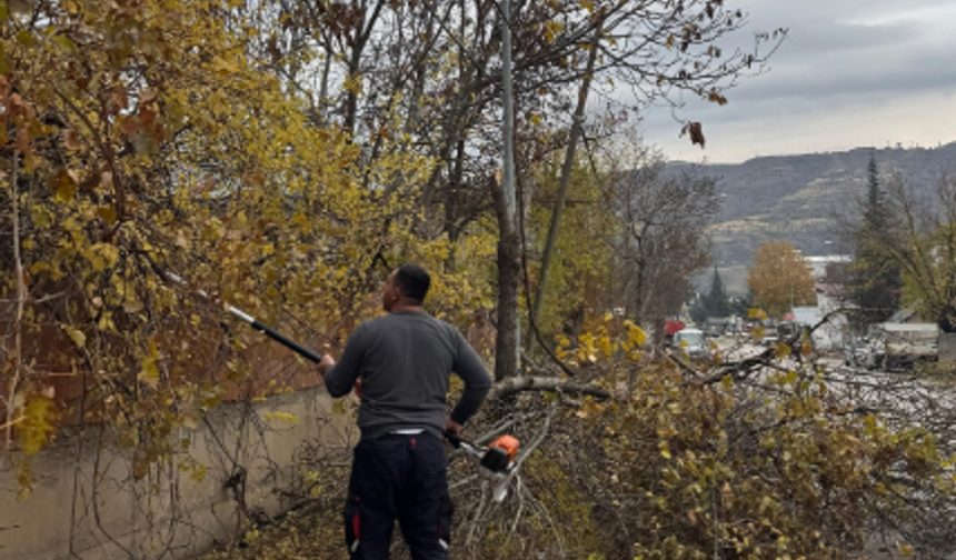 Palu’da Ağaçlarda Bakım Seferberliği Devam Ediyor