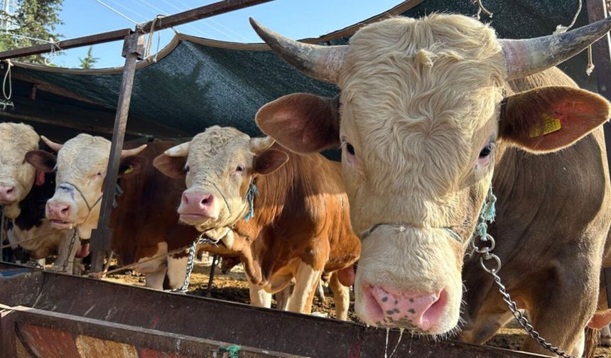 Çiçek, 2026 İthal Dana Başvuru ve Hak Ediş Verilerini Paylaştı