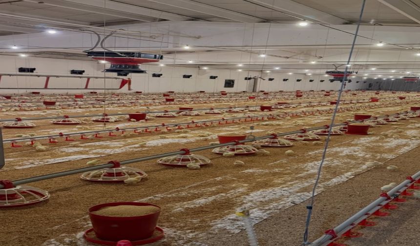 Elazığ’da Kanatlı Üretimine Hibe Gücü: Kapasite 50 Bine Yükseldi