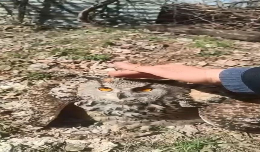 Doğada Bulduğu Puhu Kuşunu 'Fıstık' Diyerek Sevdi