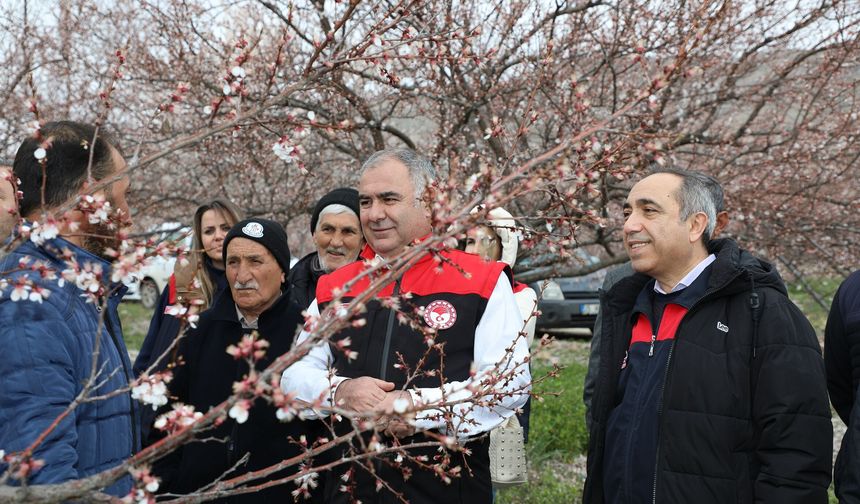 Baskil’de Kayısı Bahçelerinde Yoğun Mesai