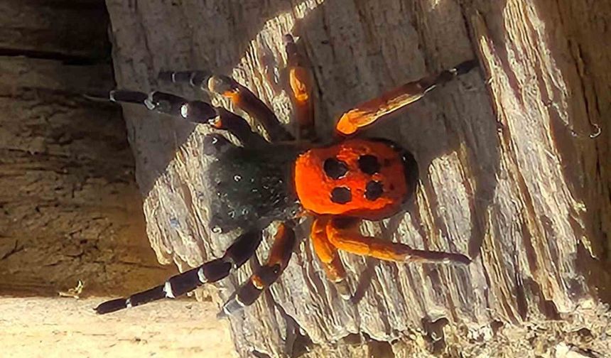 Akdeniz ve Orta Asya'nın nadir türü Elazığ'da ortaya çıktı