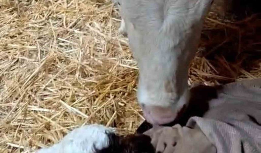 Bayram sabahı doğan buzağıyı görünce türküler söyledi