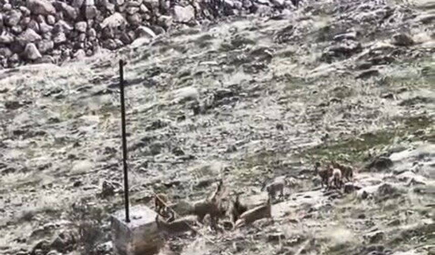 Elazığ'da dağ keçileri sürü halinde görüldü