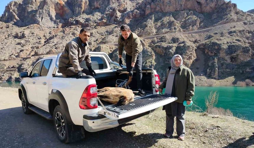 Elazığ'da Yaralı Dağ Keçisi İçin Ekipler Seferler Oldu