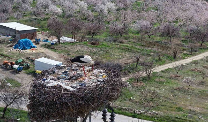 Sadık misafir leylek 10 yıldır yolunu şaşırmıyor