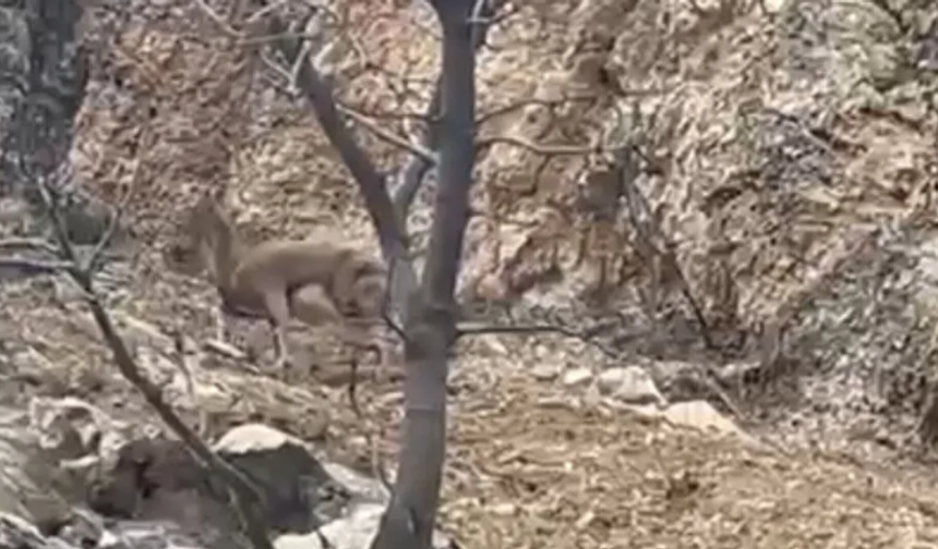 Elazığ'da 3 ayaklı yaban keçisi yaşam azmiyle şaşırttı