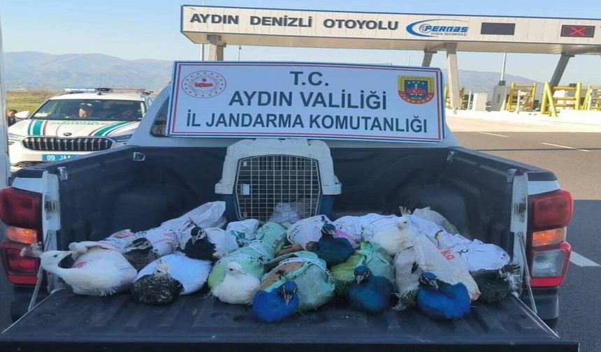 Elazığ’a Gönderilmek İstenen 12 Tavus Kuşu Jandarmaya Takıldı