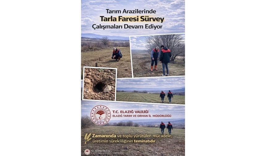 Tarım Arazilerinde Tarla Faresi Takibi Sürüyor