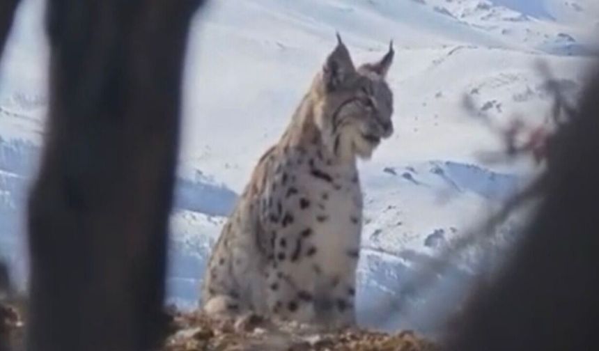 Akdağ'ın Eteklerinde Vaşak, Kurt Ve Dağ Keçisi Peş Peşe Görüldü