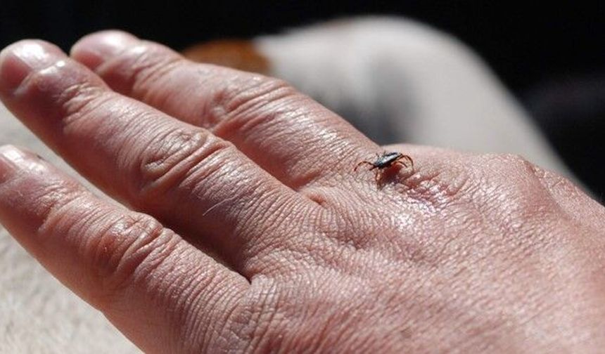 Uzmanı Uyardı: "Kar Örtüsü Keneleri Yok Etmiyor"