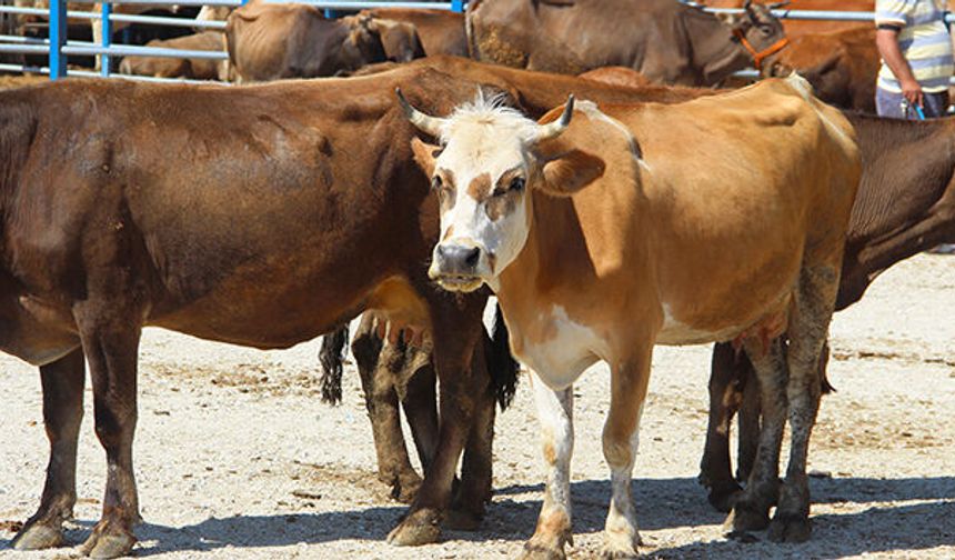 Diyanet, 2026 Vekâletle Kurban Kesim Bedellerini Açıkladı