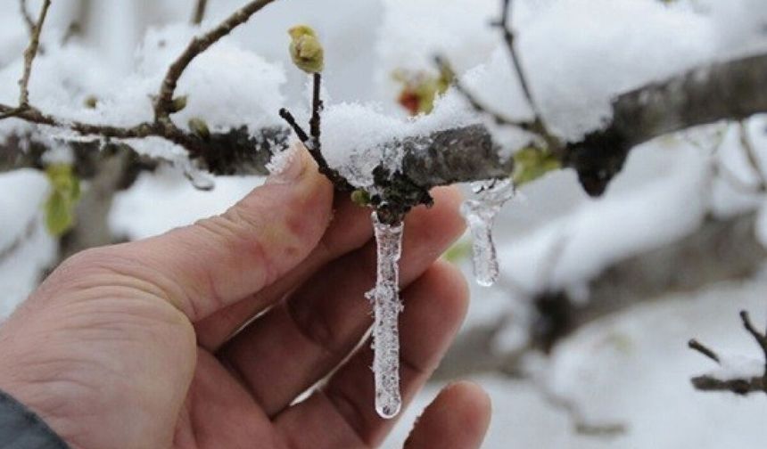 Zirai Don Uyarısı: 11 Nisan’a Kadar Risk Devam Ediyor