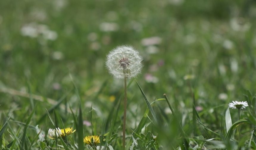 Baharla Birlikte Gelen Polen Mevsimi Kabusunuz Olmasın