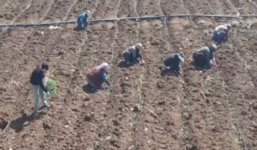 Elazığ'da Domates Üretiminde Yeni Sezon Başladı