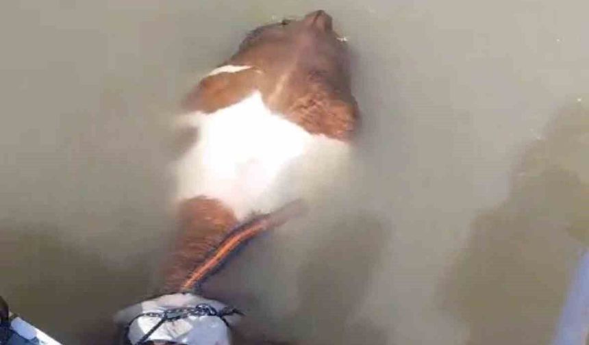 Bu Sefer Balık Değil Tosun Yakaladılar