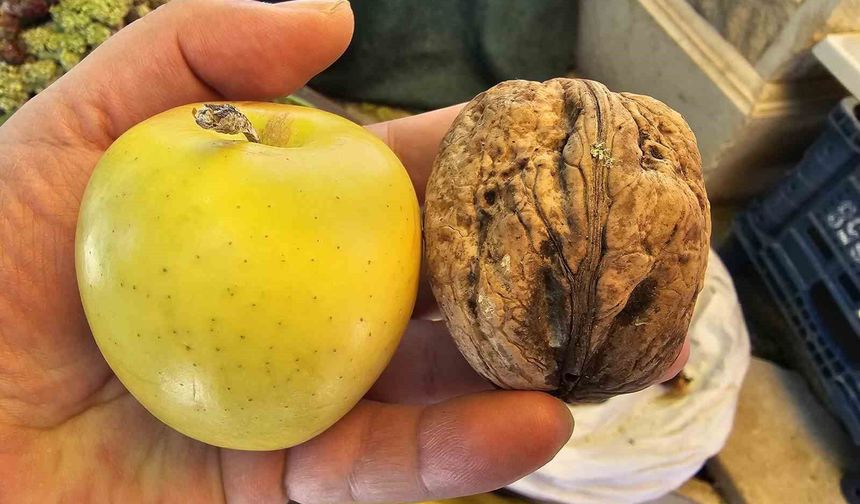 Elazığ'da Elma Büyüklüğünde Cevizler İlgi Çekiyor