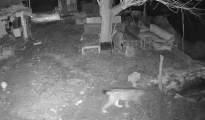 Elazığ'da Evin Etrafında Yiyecek Arayan Vaşak Kamerada