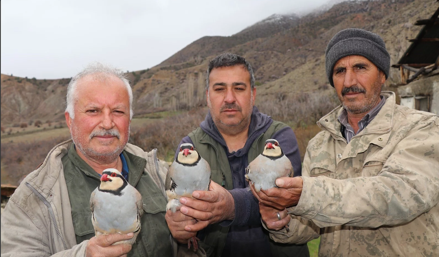 Elazığlı Keklik Tutkunlarından Erzurum’da Doğaya Katkı: 350 Kınalı Keklik Kayıt Altına Alındı