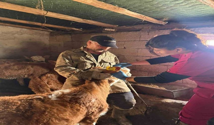 Elazığ'da Şap Aşılama Çalışması Sürüyor