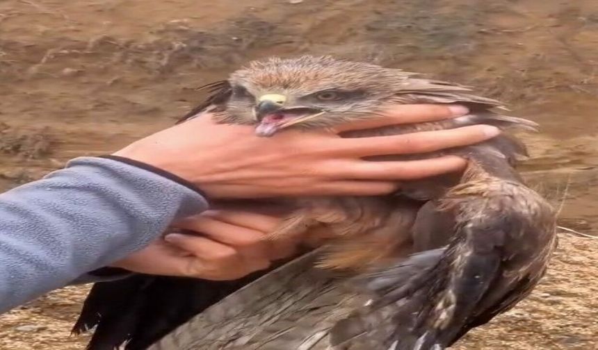 Yakalanan Yaralı Şahin, ekiplere Teslim Edildi