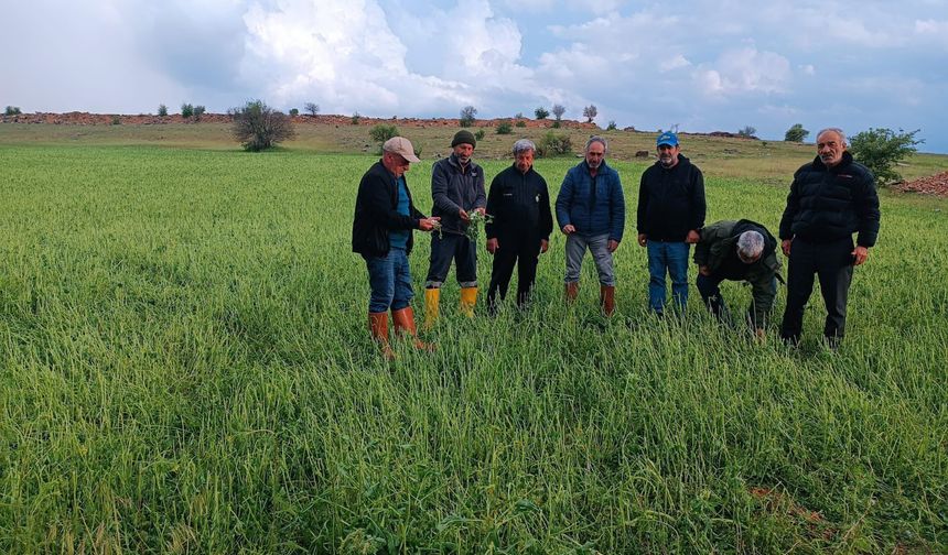 Elazığ’da Dolu Alarmı: Tarım Arazilerinde Hasar Tespiti Başladı