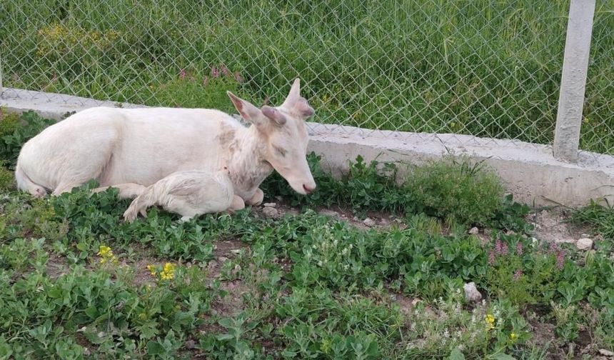 Elazığ'da Beyaz Ala Geyik Bu Kez Koyun Sürüsünde Görüldü