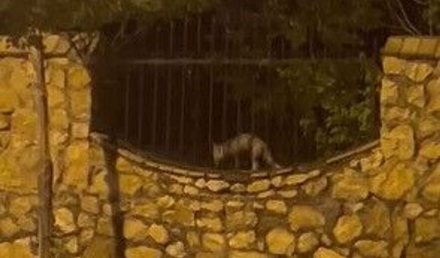 Elazığ'da aç kalan tilki tavuğu böyle götürdü