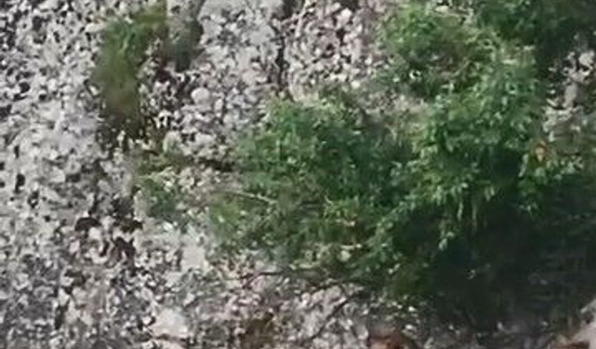 Elazığ'ın tarihi mahallesinde dağ keçileri görüntülendi