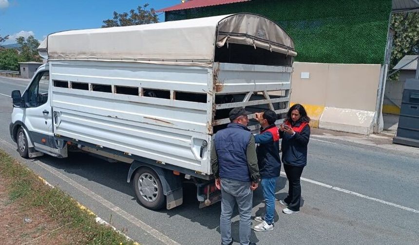 Elazığ’da Kurban Bayramı Öncesi Hayvan Sevklerine Yakın Takip