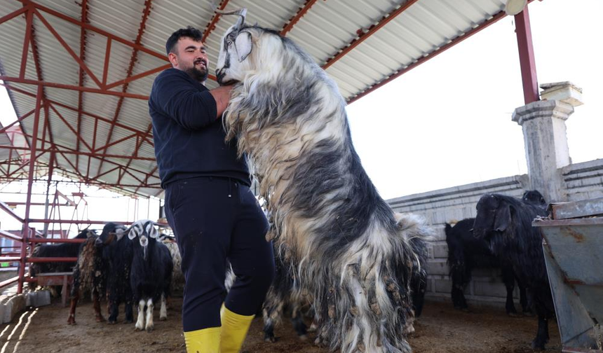 Kurban Mesaisinde 'Rekor' Heyecanı: 140 Kilogramlık Dev Keçi