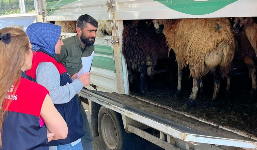 Elazığ’da Kurban Bayramı Öncesi Hayvan Denetimleri Sıklaştırıldı