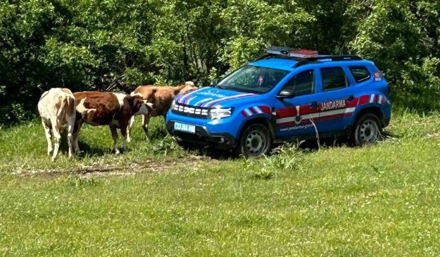 Elazığ'da Kaybolan İnekler Dron İle Bulundu