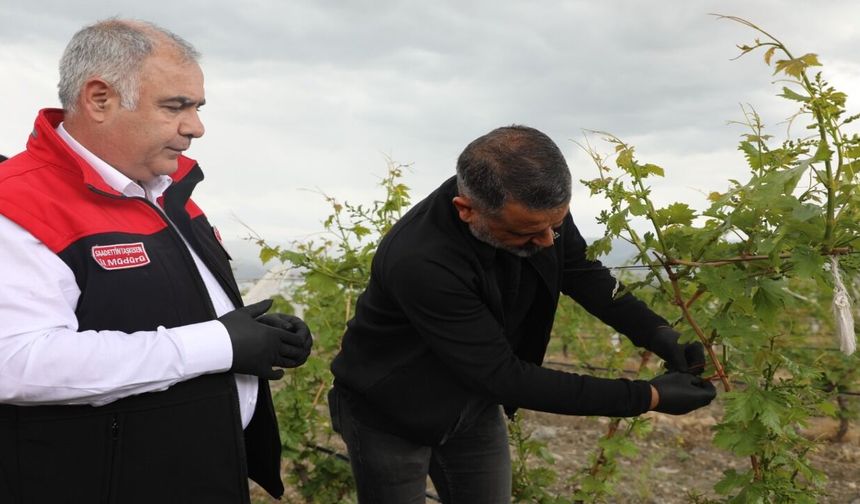 Elazığ’da Bağ Alanlarında Biyoteknik Mücadele Çalışmaları Sürüyor