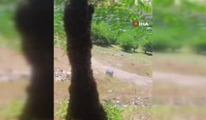 Arılar Ağaçta Oğul Verdi: Dallar Arıların Ağırlığıyla Eğildi