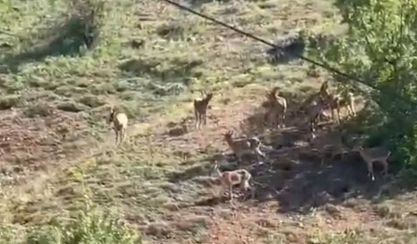 Elazığ'da koruma altındaki dağ keçileri sürü halinde görüntülendi