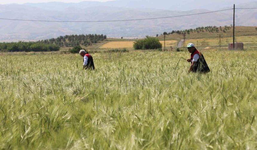 Elazığ'da Süne Sürveyi Ve CBS Çalışmaları Sahada Değerlendirildi
