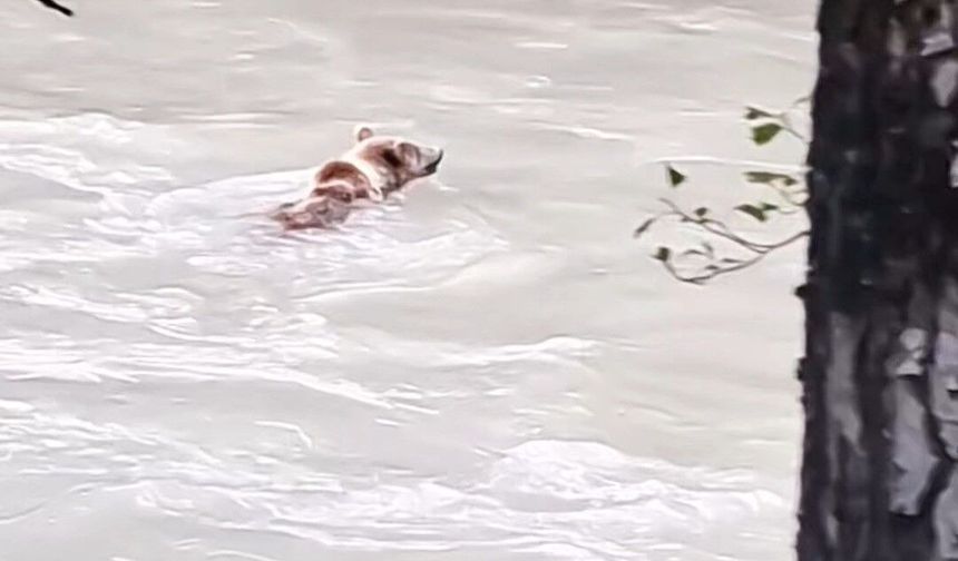 Munzur Nehri'ni geçmeye çalışan ayının mücadelesi kamerada