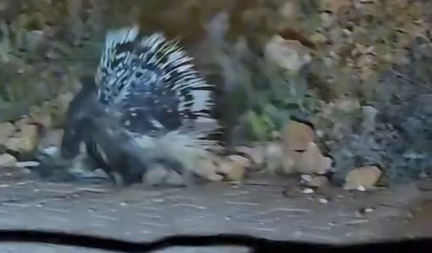 Elazığ'da oklu kirpi görüntülendi