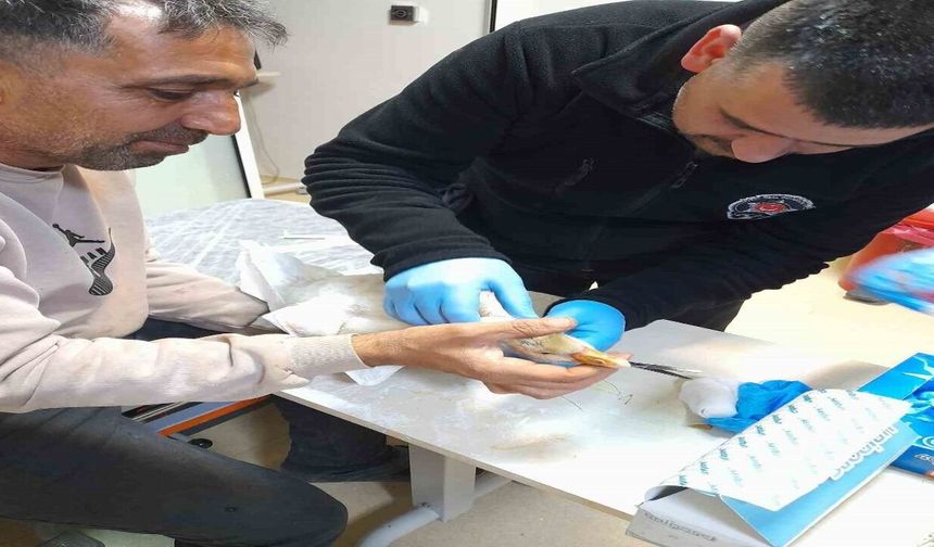 Atmacanın saldırdığı yavru kazı devlet hastanesine götürdü: İlk müdahaleyi güvenlik görevlisi yaptı