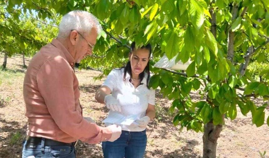 Elazığ'da Meyve Bahçelerinde Takip Çalışması