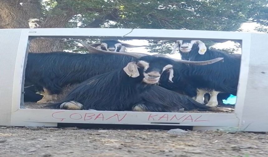 Fenomen Çoban Bu Kez Ekran Başına Geçen Keçisine Seslendirme Yaptı