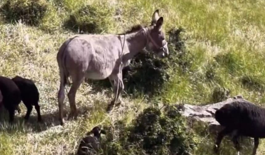 Elazığ'da Sürüden Ayrılan Eşeği Dronun Sesi Geri Getirdi
