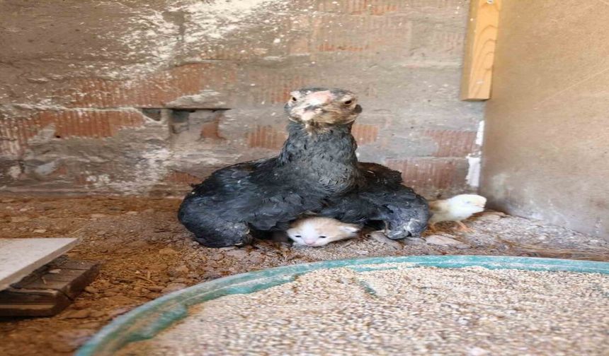 Kümesin Davetsiz Misafiri Yavru Kedi Anne Tavuğun Altına Sığındı