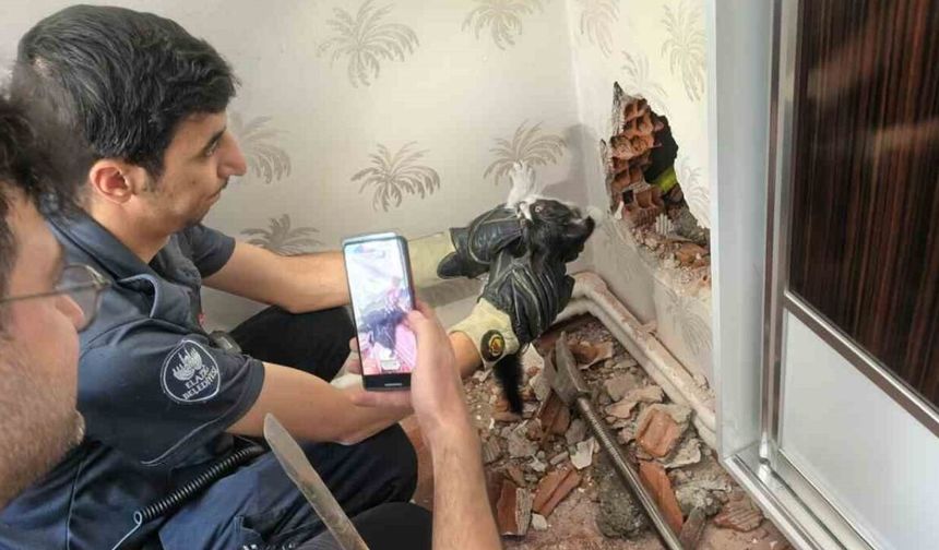 Baca Boşluğunda Mahsur Kalan Yavru Kedi Kurtarıldı