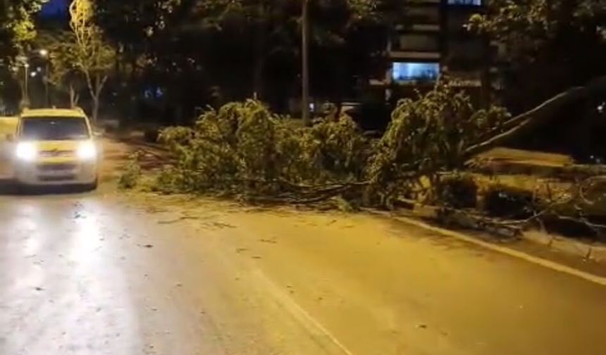 Cumhuriyet Mahallesi'nde Kırılan Ağaç Dalı Trafiği Aksattı, Belediye Ekipleri Hızla Müdahale Etti