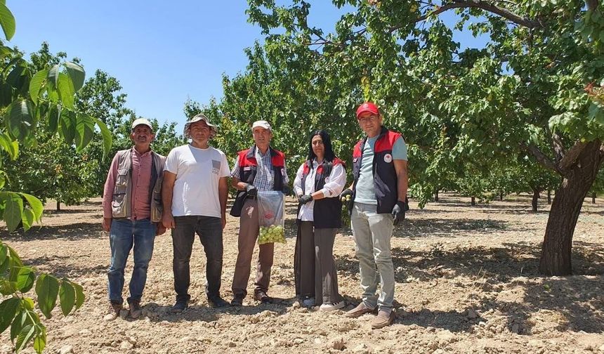 Elazığ'da Bitkisel Üretim Alanlarında Pestisit Kalıntısı Denetimleri