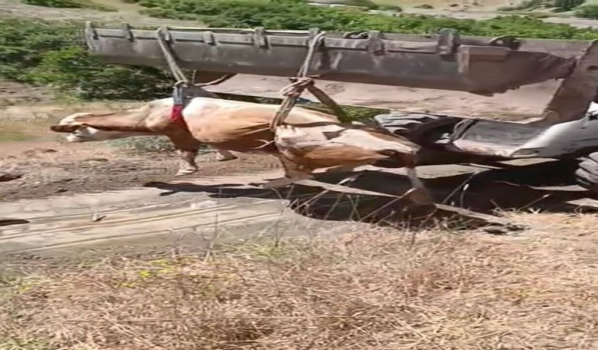 Elazığ'da Uçurumdan Yuvarlanan İnek Kurtarıldı