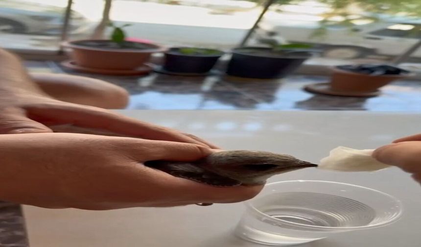Vatandaşlar Sıcaktan Bitkin Düşen Ebabil Kuşuna Su Verdi